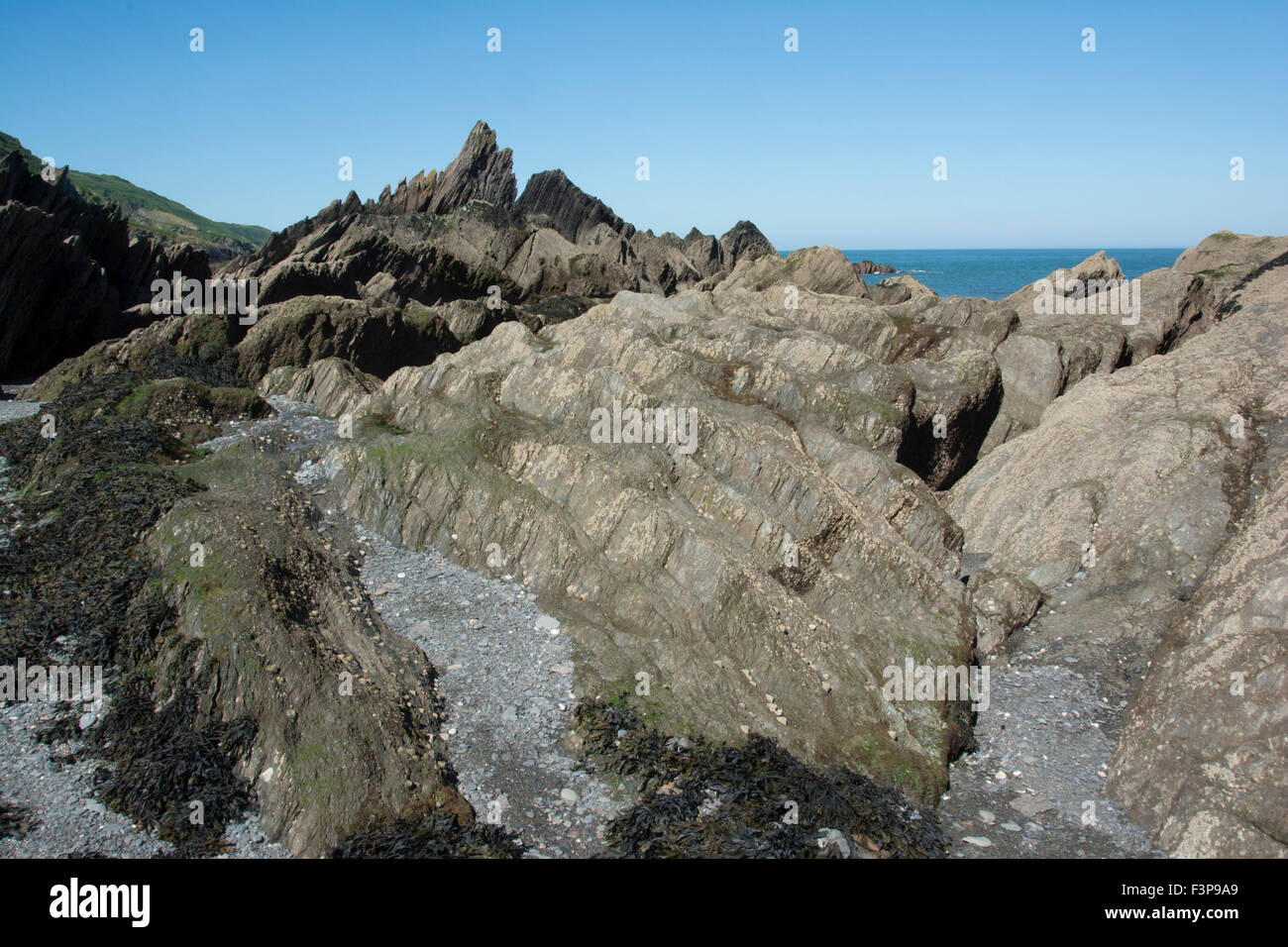 N.DEVON; ILFRACOMBE; LADIES BEACH; ILFRACOMBE BEDROCK; (Grit, Shale, Limestone) Stock Photo