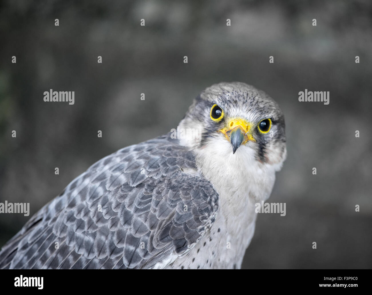 Lanner falcon, found in Mediterranean regions. Stock Photo