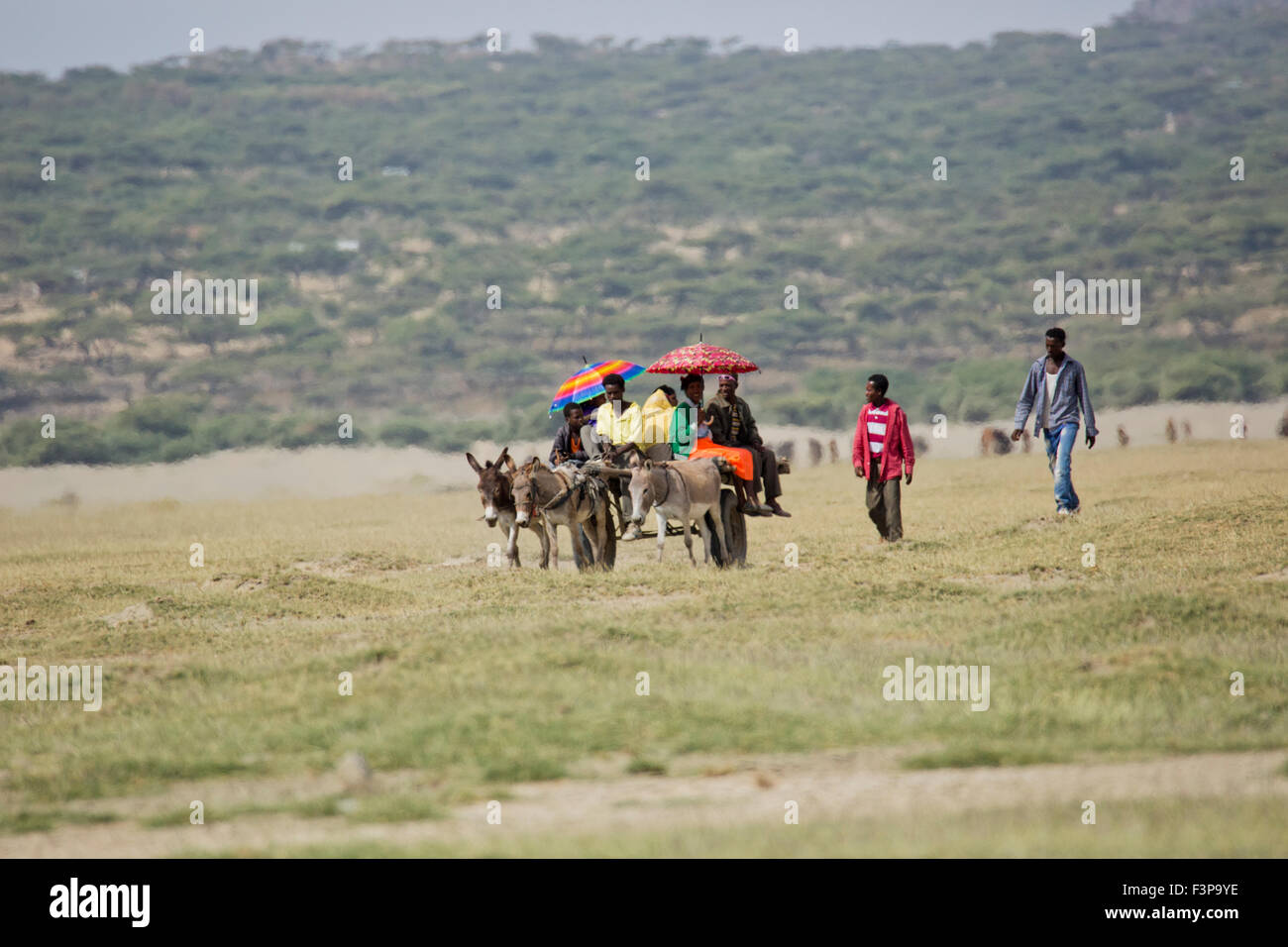 Donkeys and cart, Abijatta-Shalla National Park, Ethiopia Stock Photo