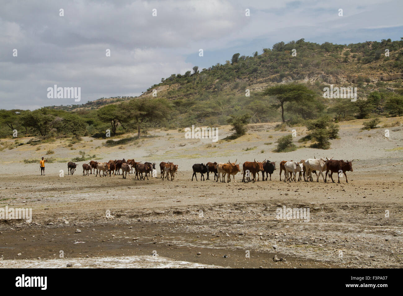Herding Cattle in Abijatta-Shalla National Park, Ethiopia Stock Photo