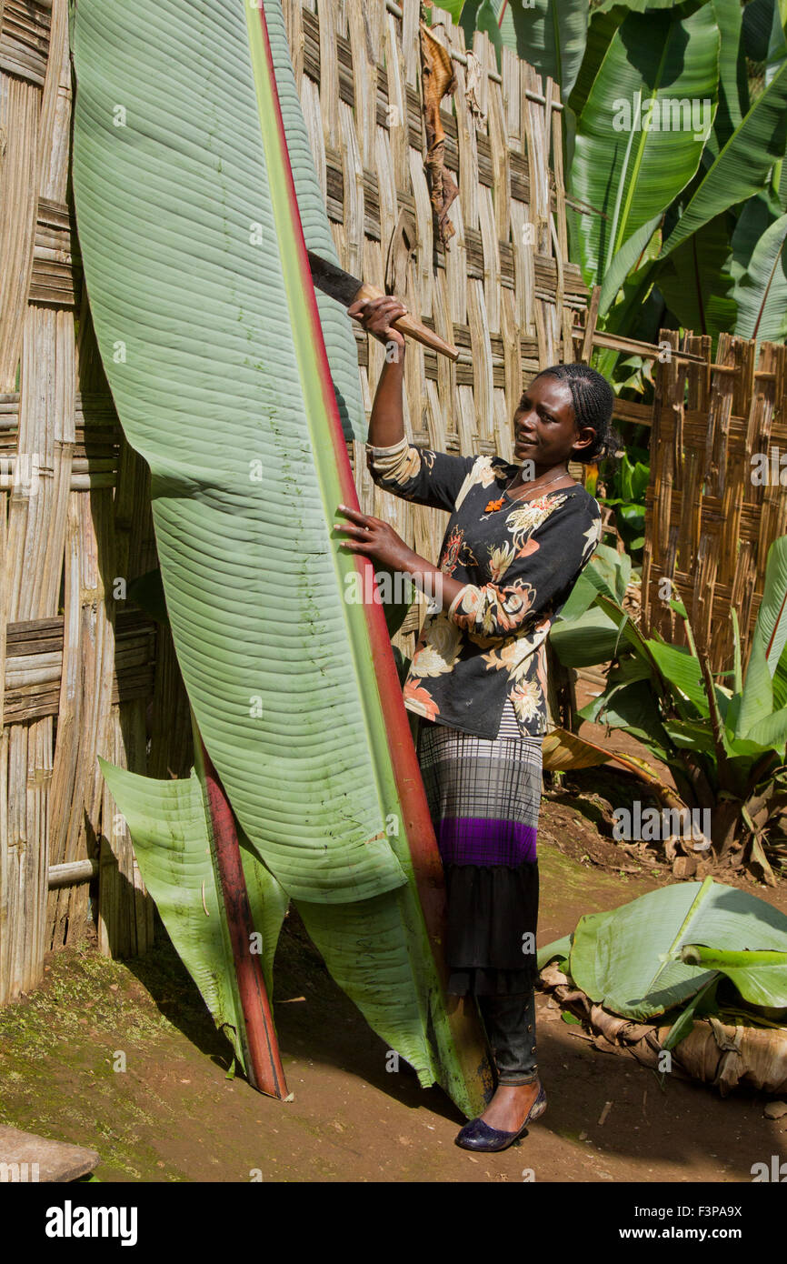 Africa, Ethiopia, Omo region, Chencha, Dorze village the fruitless Banana plant. These leaves are the major ingredient in the lo Stock Photo
