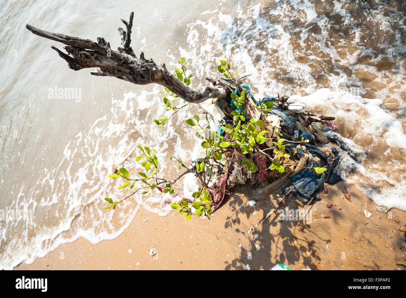 Waste that are wrapped mangrove tree - Cambodia, Asia. Stock Photo