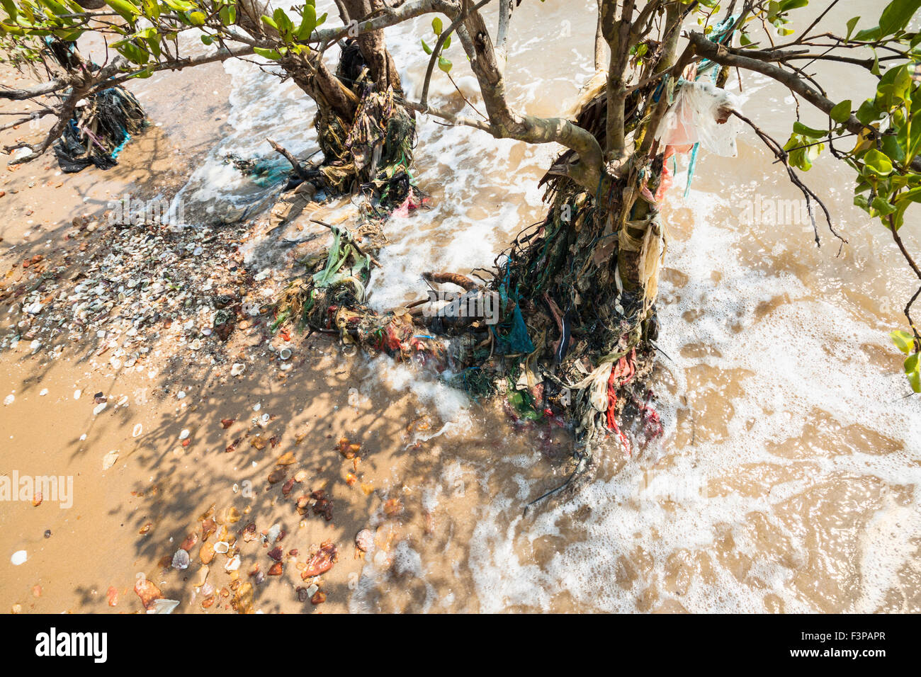 Waste that are wrapped mangrove tree - Cambodia, Asia. Stock Photo