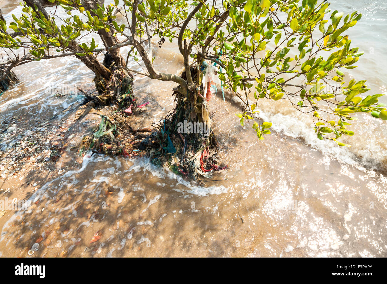 Waste that are wrapped mangrove tree - Cambodia, Asia. Stock Photo