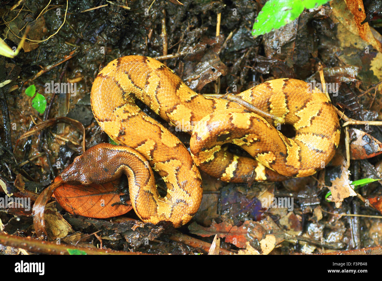 Candoia New Guinea Ground Boa (Candoia aspera) in Manus Island, Papua New ...