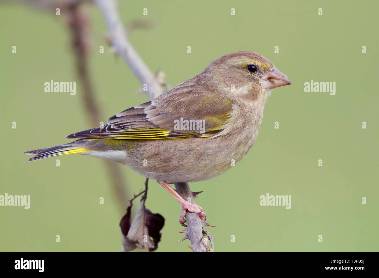 European Greenfinch, Female perched on a branch, Campania, Italy (Carduelis chloris) Stock Photo