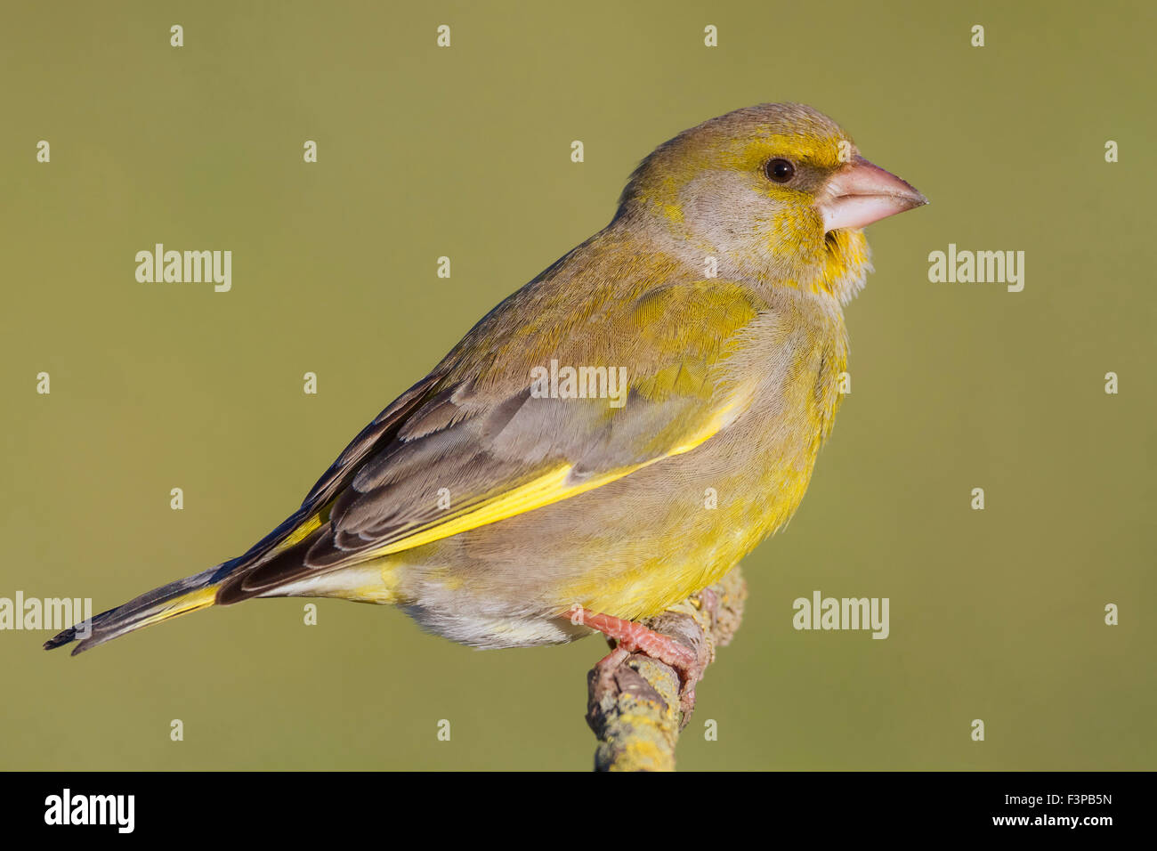 European Greenfinch, Male perched on a branch, Campania, Italy (Carduelis chloris) Stock Photo