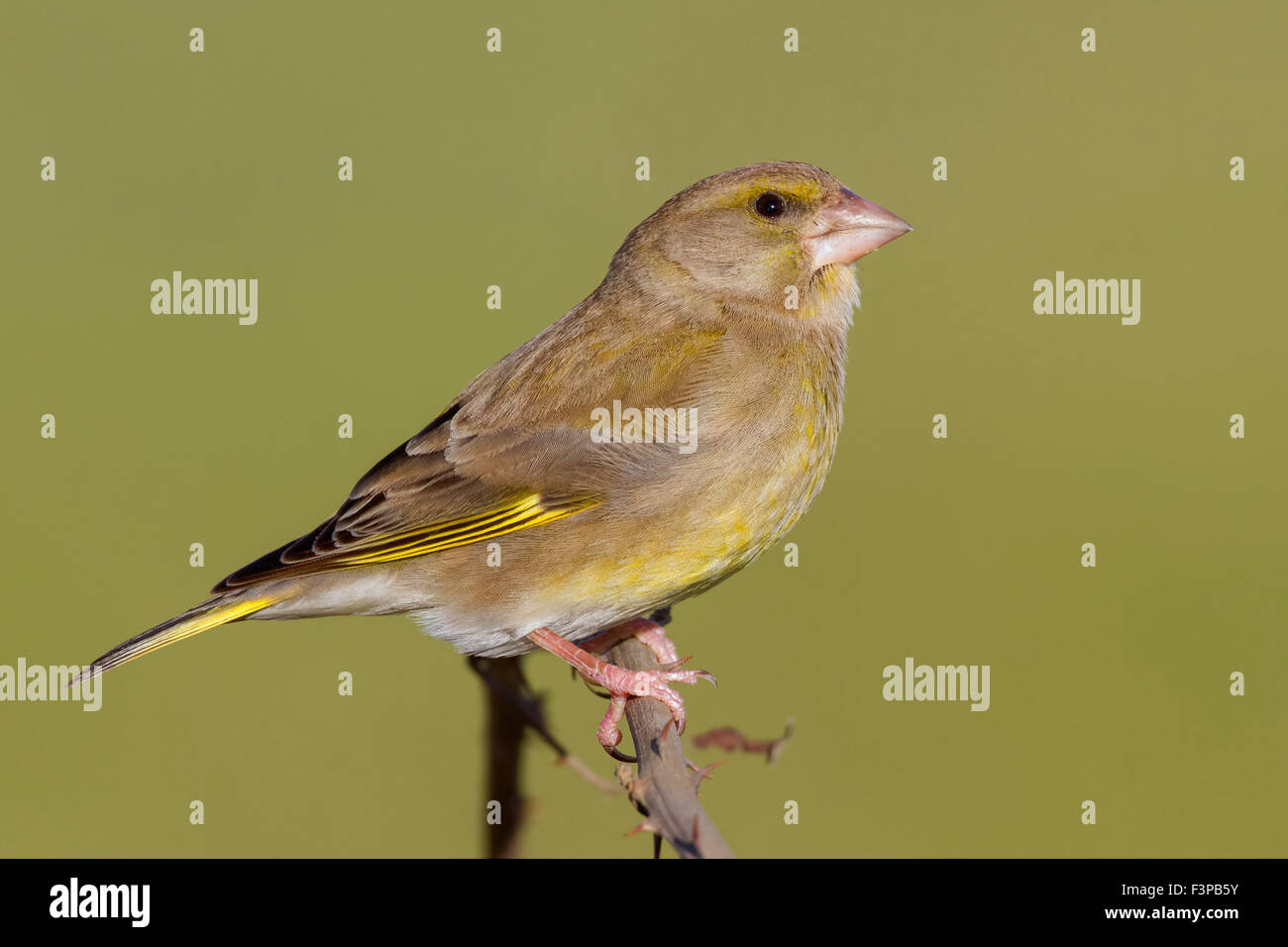 European Greenfinch, Female perched on a branch, Campania, Italy (Carduelis chloris) Stock Photo