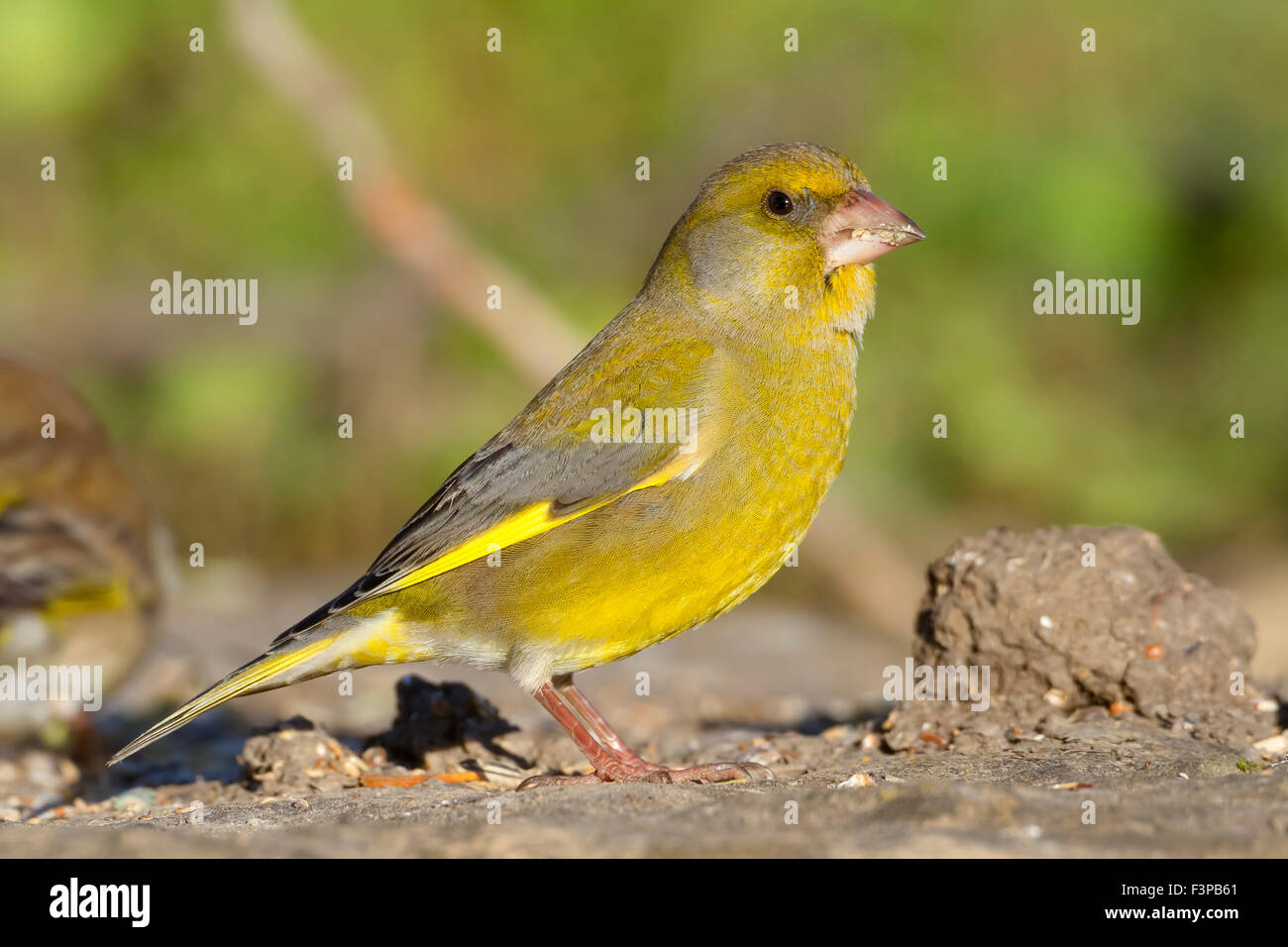 European Greenfinch, Male standing on the ground, Campania, Italy (Carduelis chloris) Stock Photo