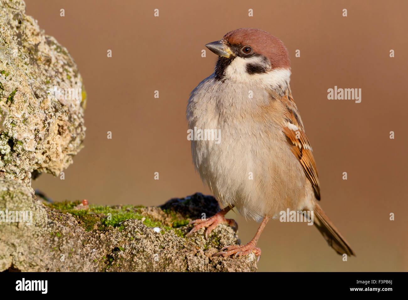 Eurasian Tree Sparrow, Adult perched on a rock, Campania, Italy (Passer montanus) Stock Photo