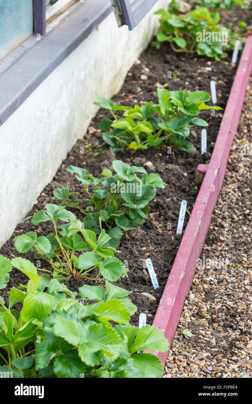 Strawberry plants labeled. Stock Photo