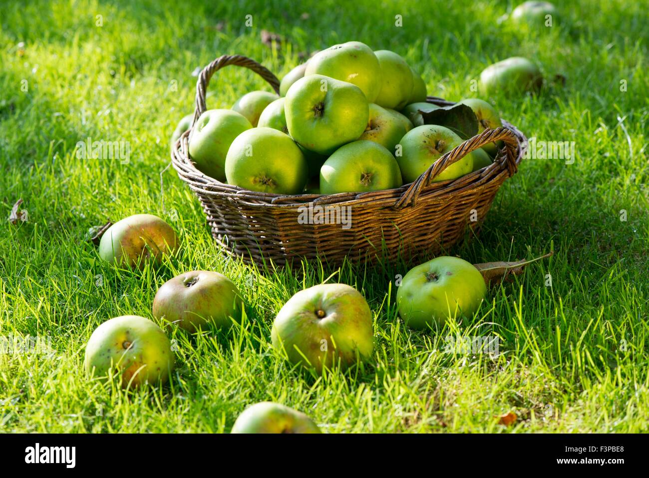 Windfall Bramley apples in basket on lawn. Stock Photo