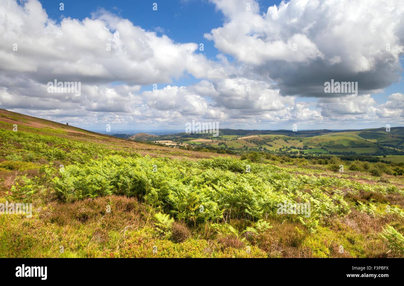 Bracken and heather, Shropshire, England. Stock Photo
