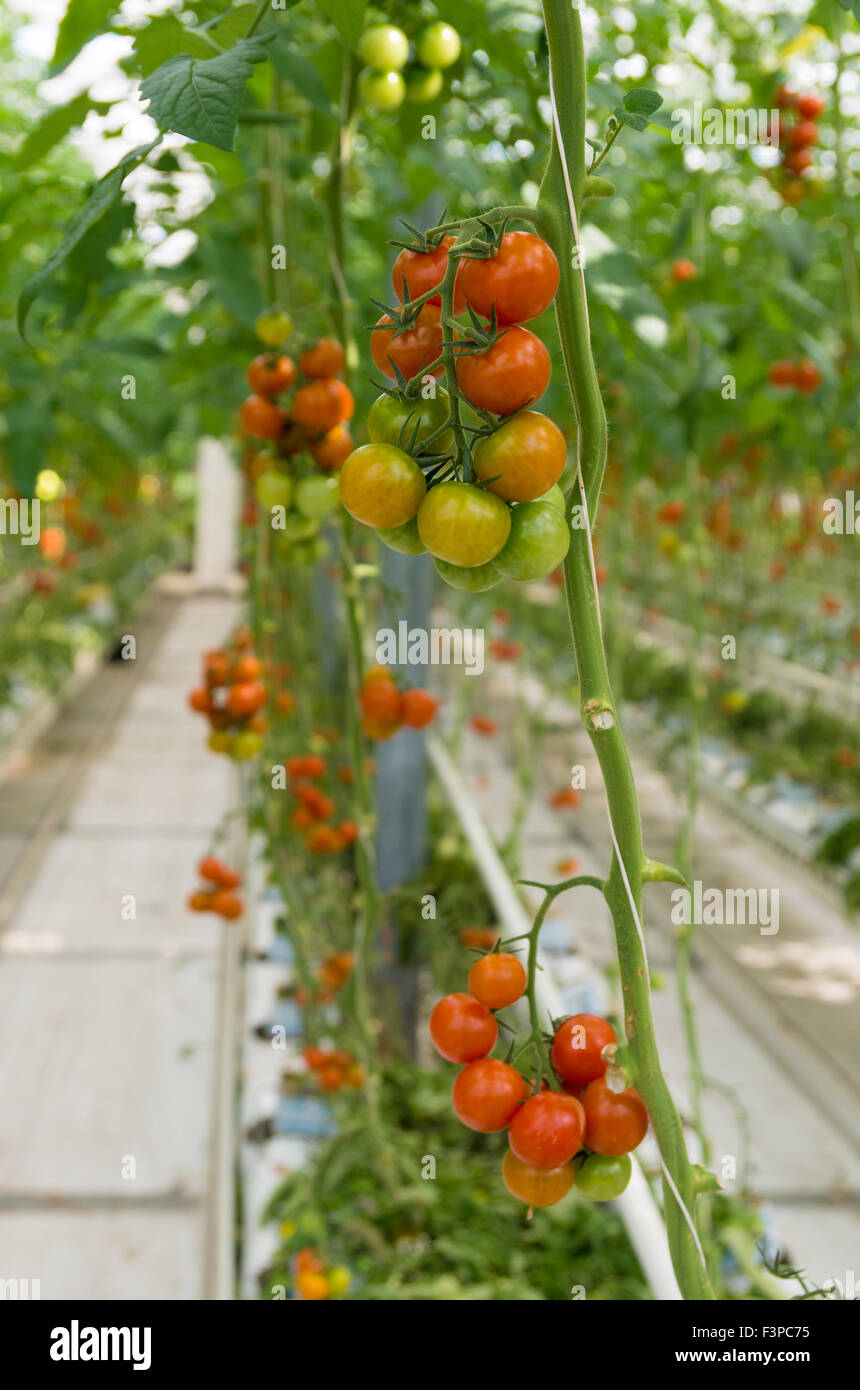 green and red tomatoes in a greenhouse Stock Photo - Alamy