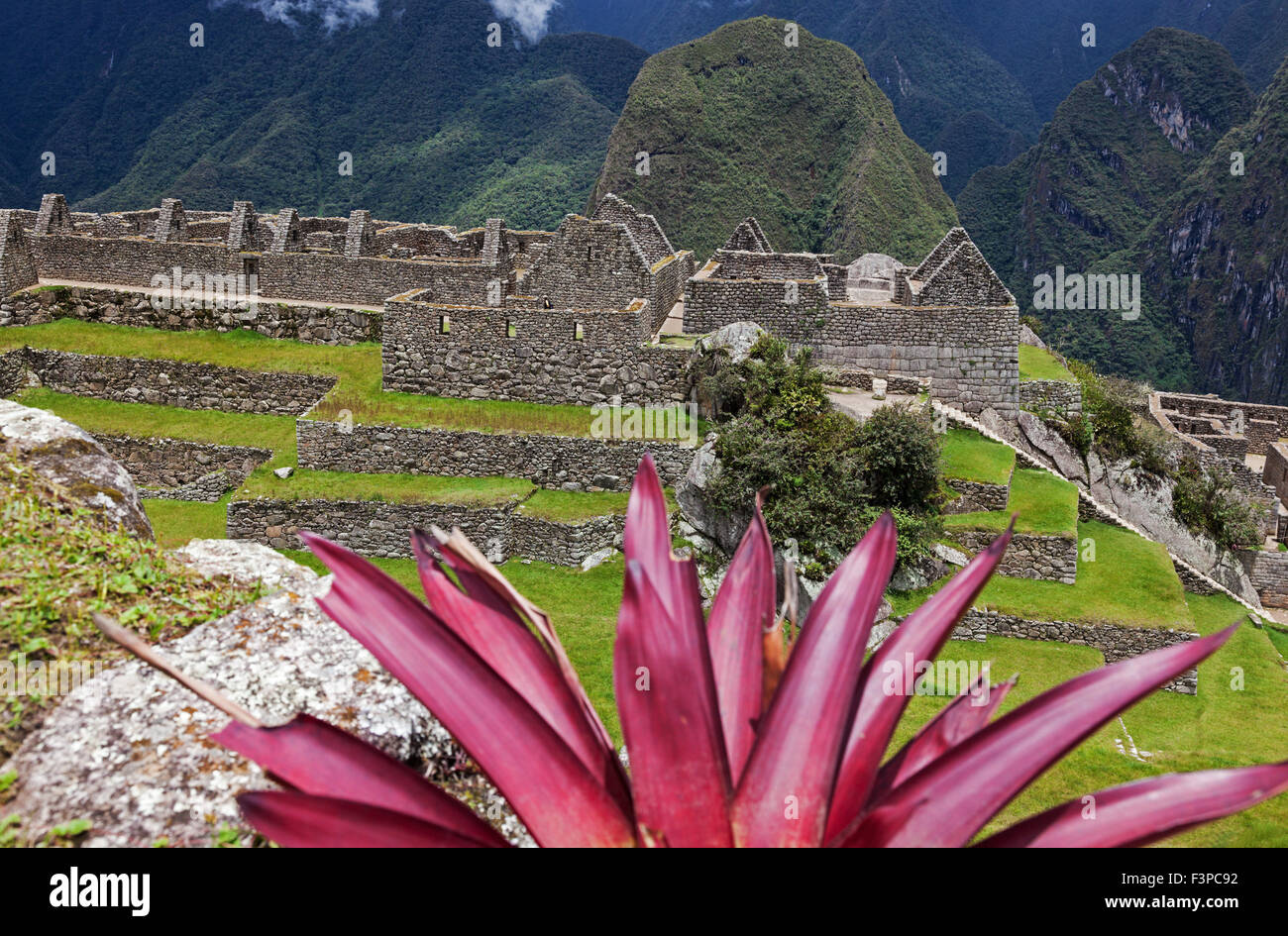 Colorful plant and the ruins of Machu Picchu, Peru. Stock Photo