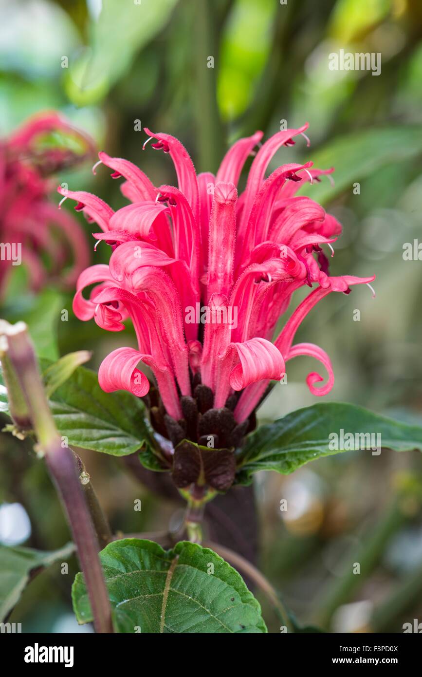 Justicia carnea - Brazilian plume flower, Brazilian-plume, flamingo flower,  jacobinia Stock Photo