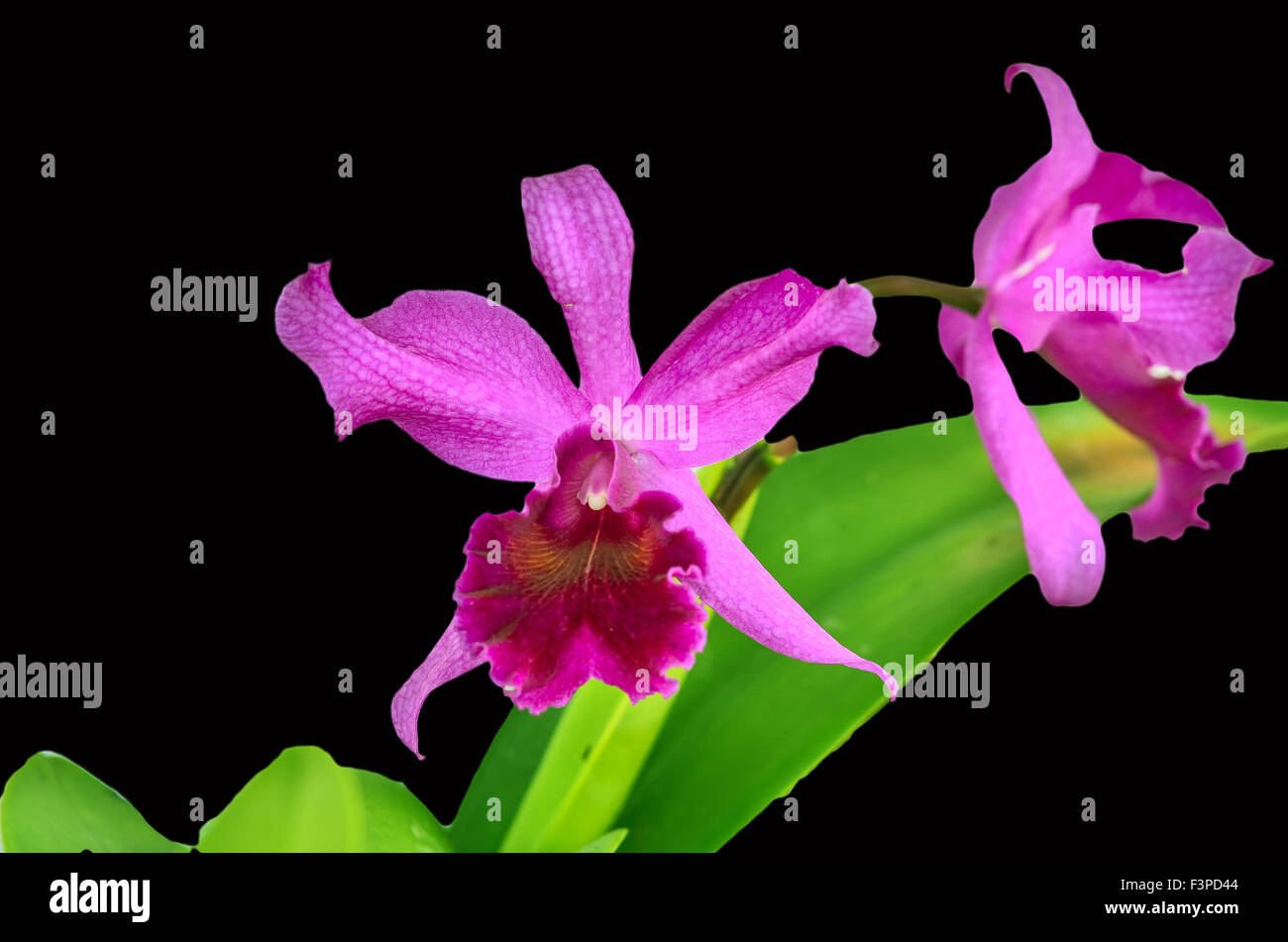 Beautiful Cattleya orchid on black background Stock Photo