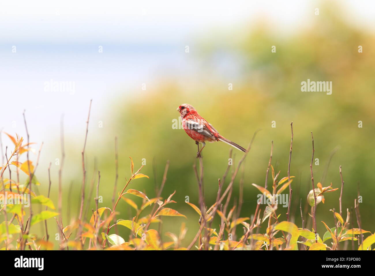 Long-tailed Rosefinch (Uragus sibiricus) in Japan Stock Photo