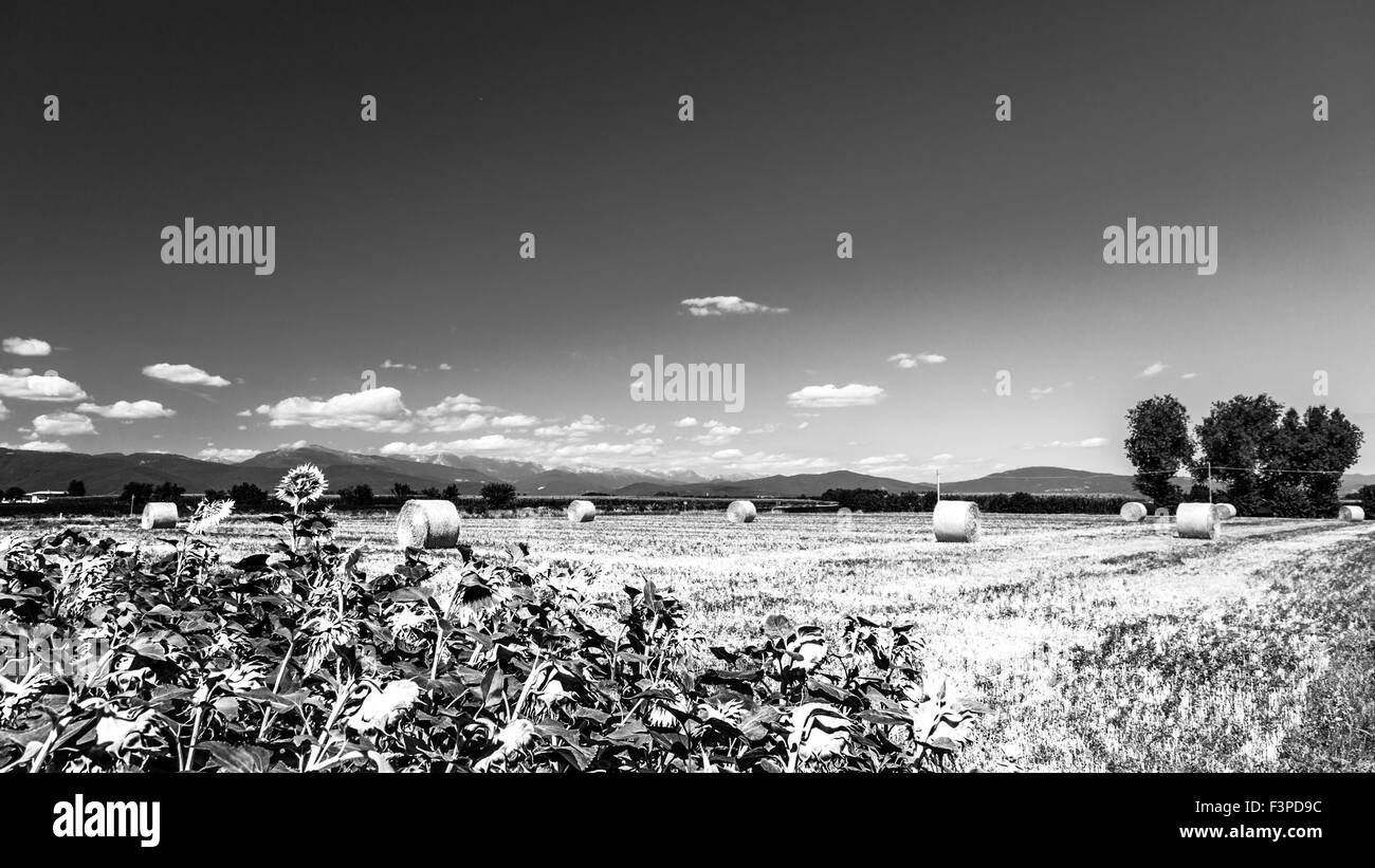 storm is coming on a field with hay bales Stock Photo Alamy