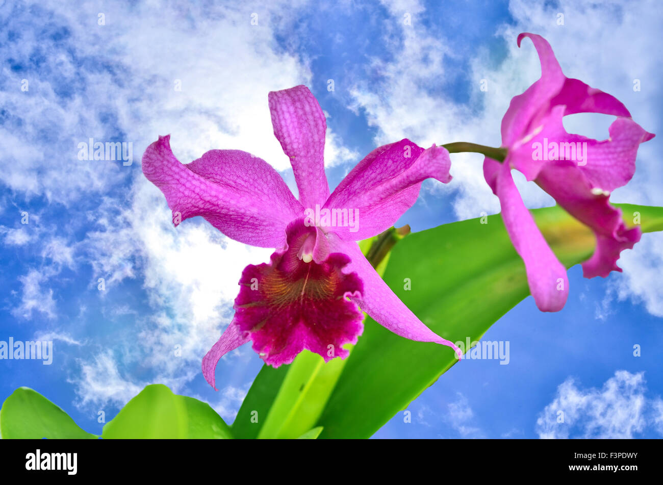 Beautiful Cattleya orchid on blue sky background Stock Photo