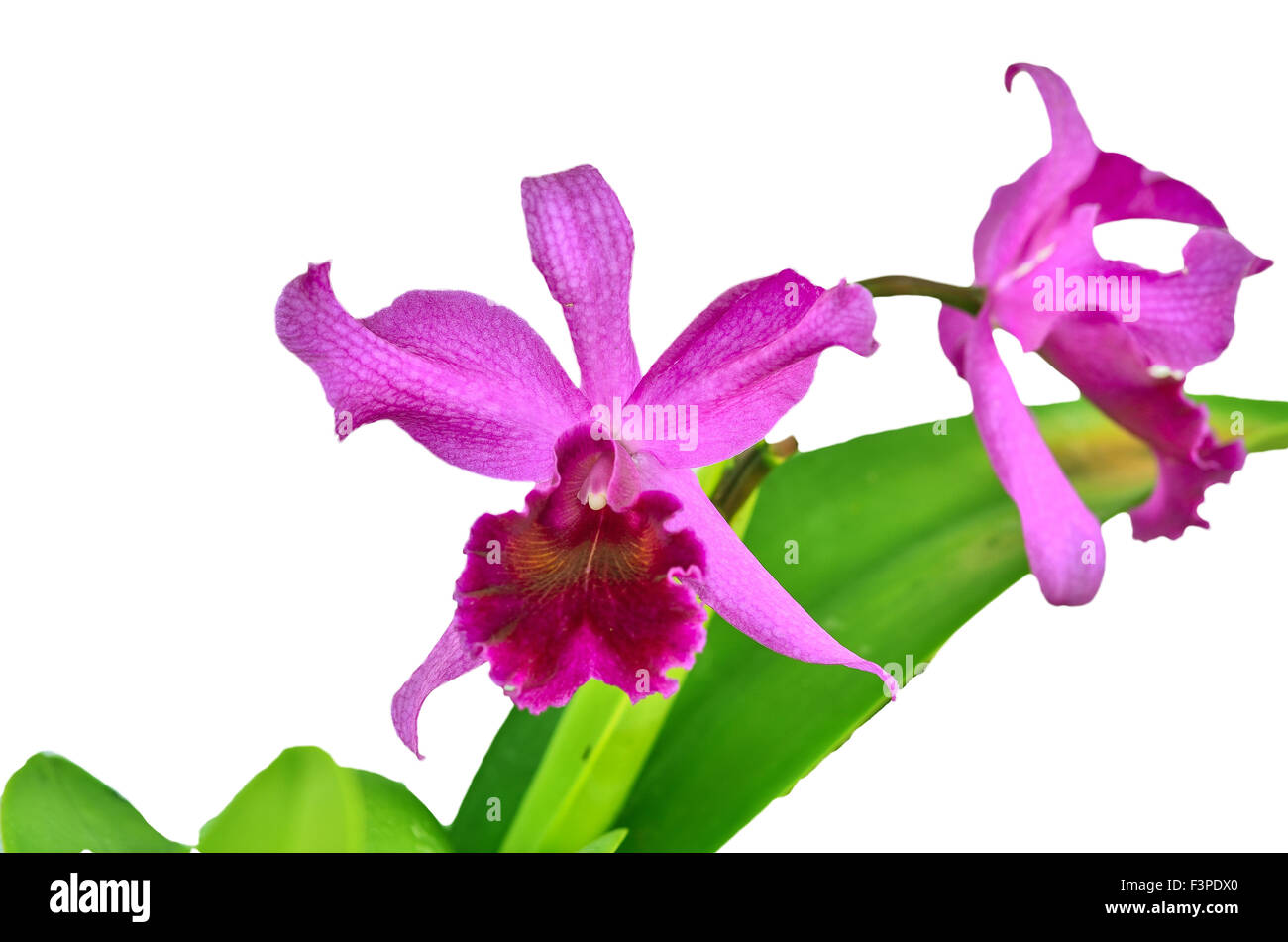 Beautiful Cattleya orchid on white background Stock Photo