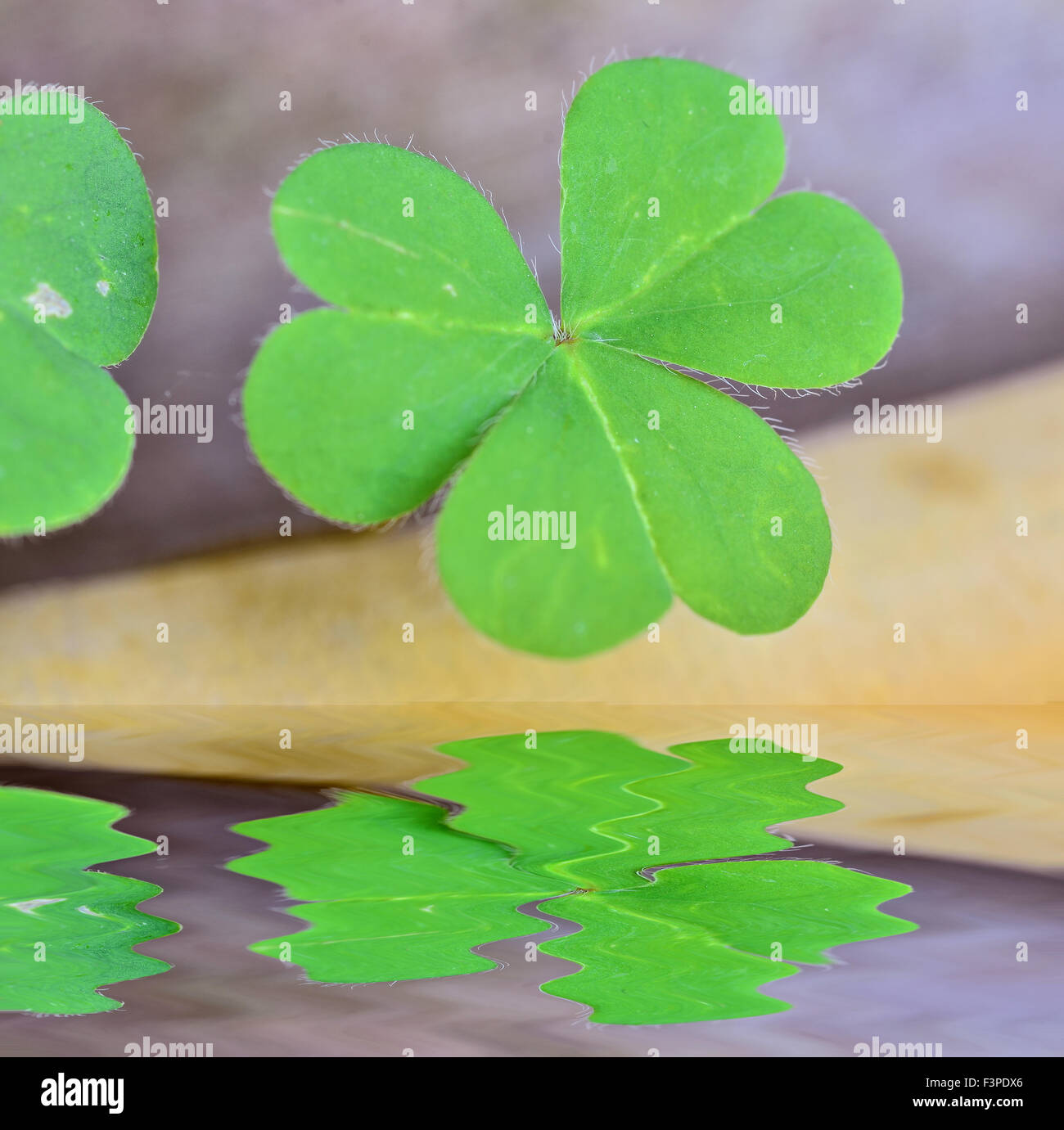Beautiful green leaves of Water clover with reflect in water Stock Photo