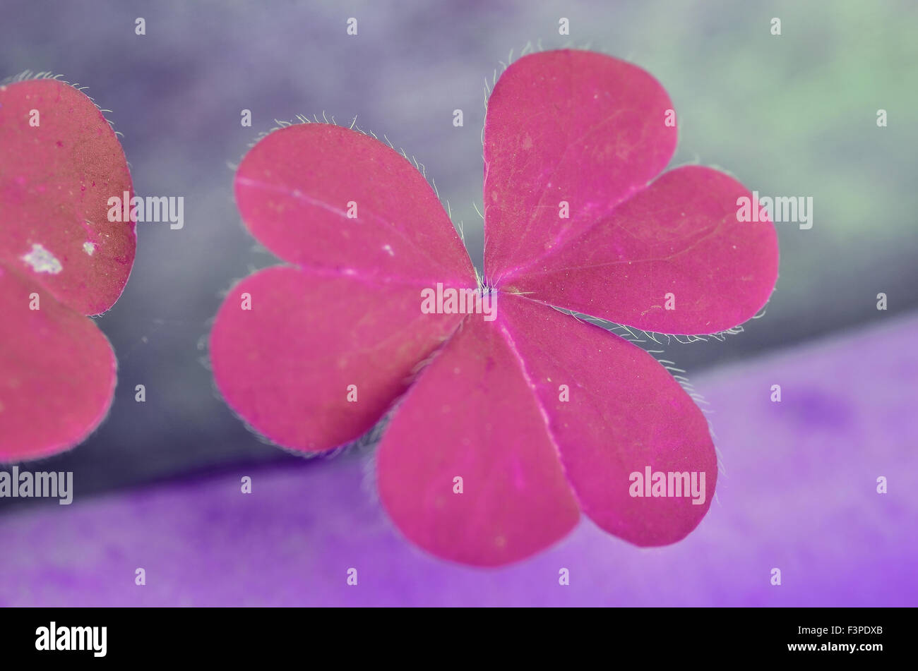 Beautiful pink leaves of Water clover Stock Photo