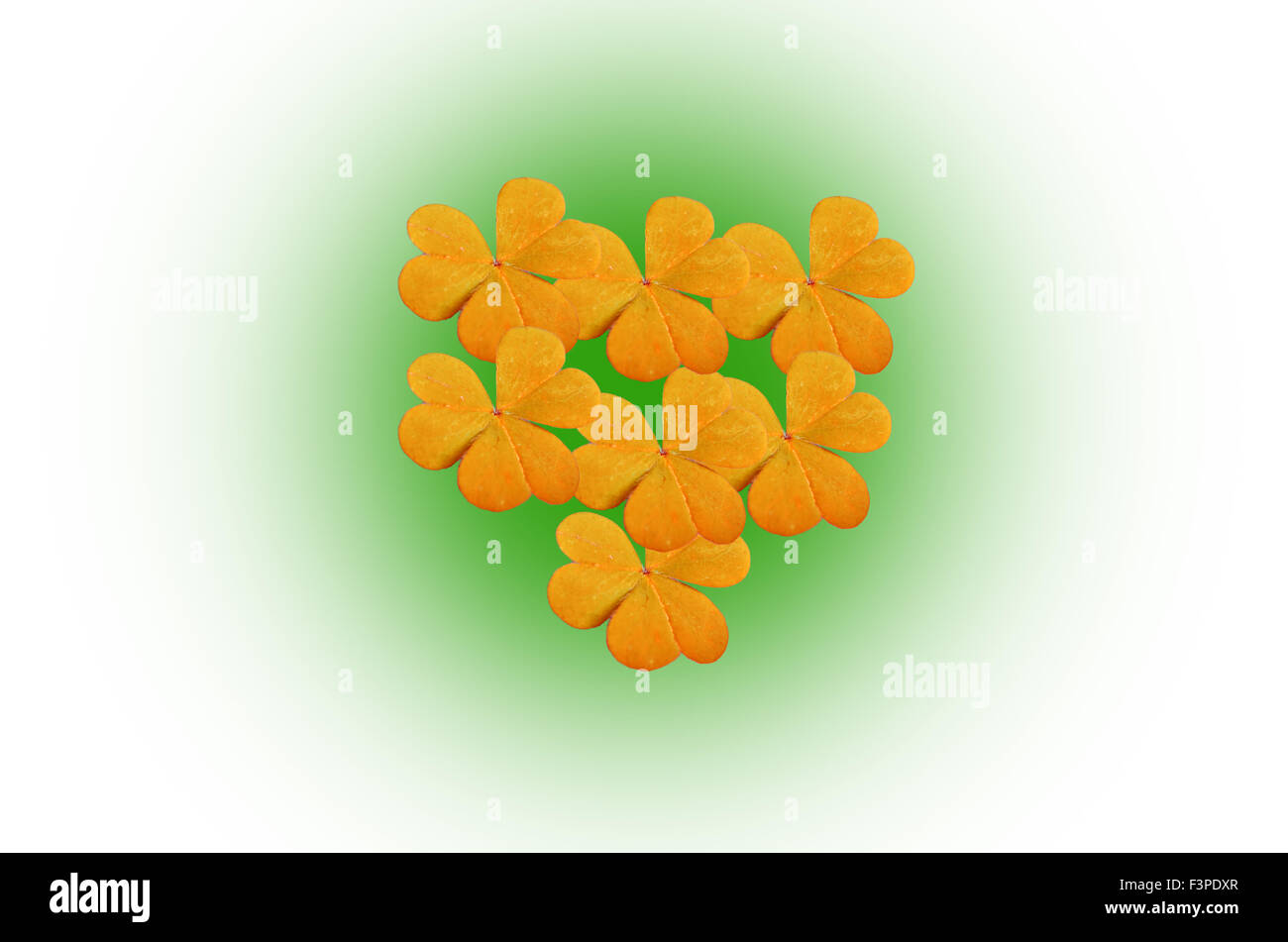 Beautiful yellow leaves of Water clover on white background Stock Photo
