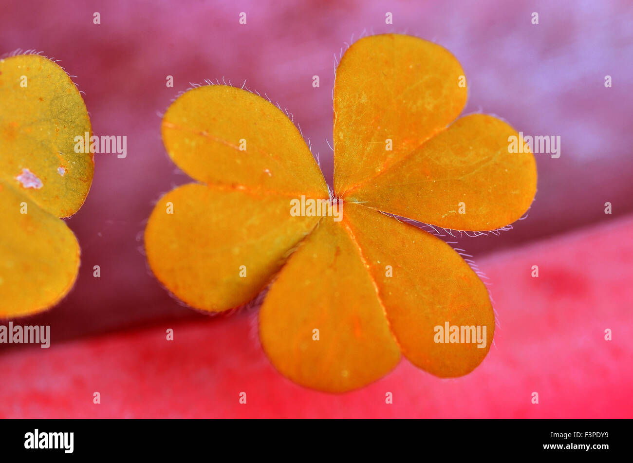 Beautiful yellow leaves of Water clover Stock Photo