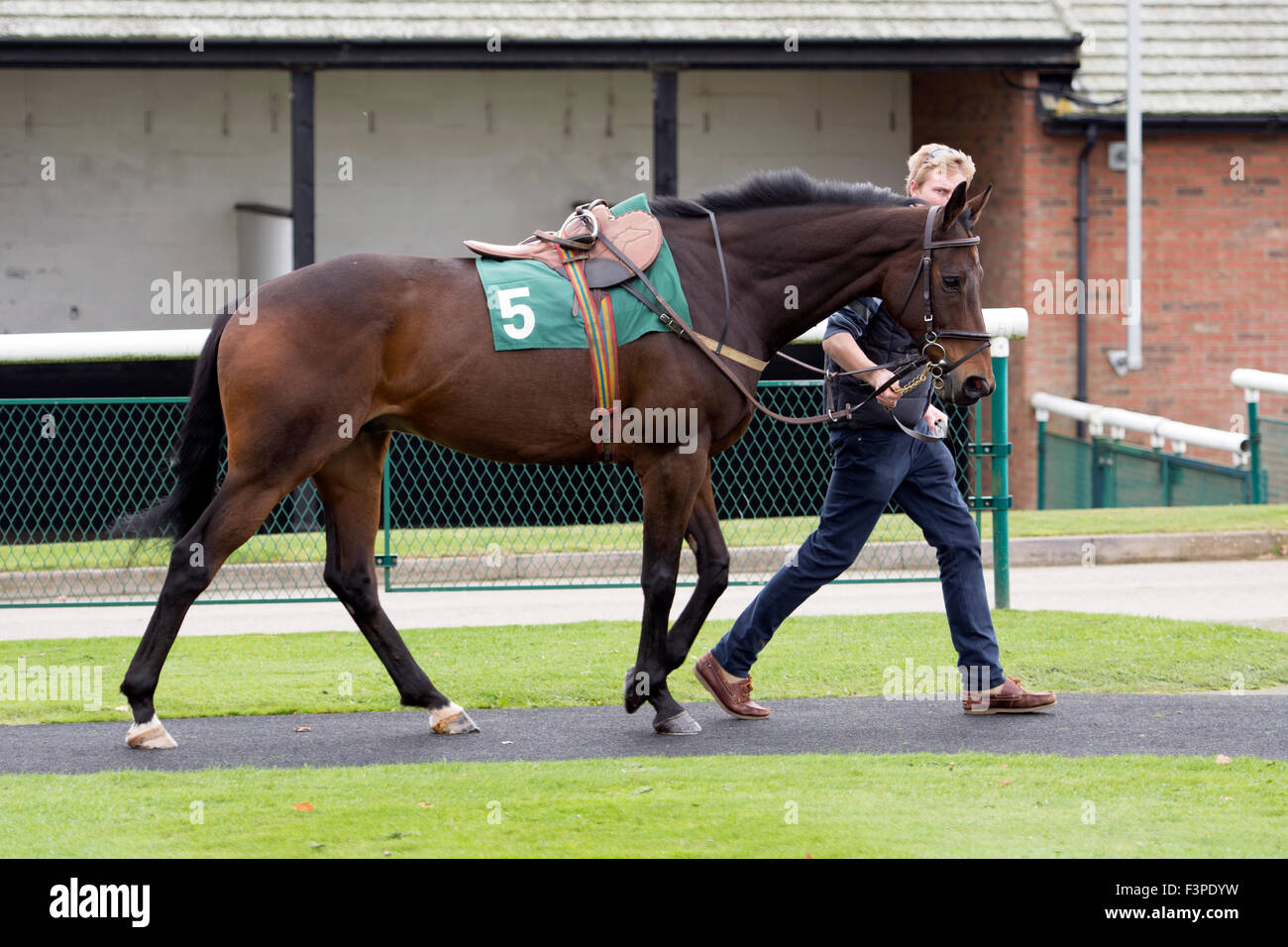 Horse led in pre-parade ring at Towcester Races, Northamptonshire, England, UK Stock Photo