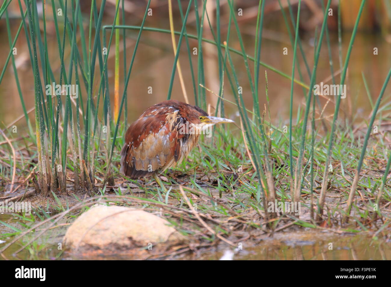 Bittern hi-res stock photography and images - Alamy