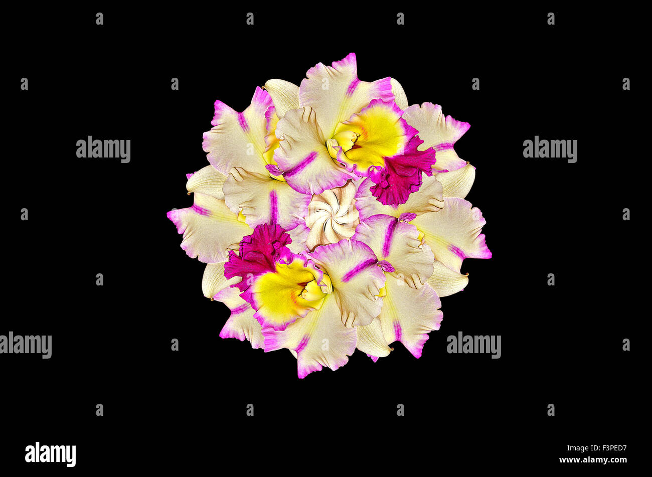 Cattleya Orchid on black background Stock Photo