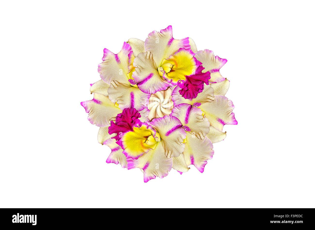 Cattleya Orchid on white background Stock Photo
