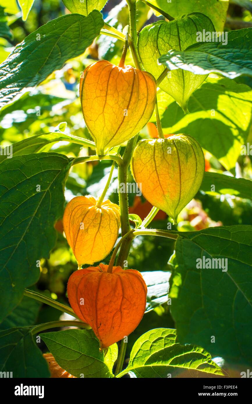 Chinese Lantern Plant - Physalis alkekengi. Stock Photo