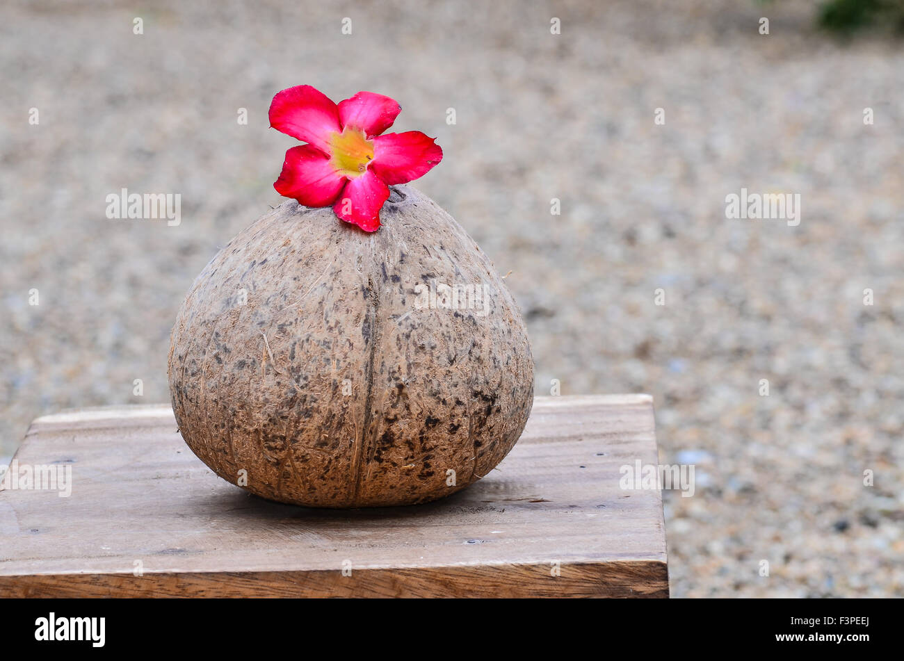 Coconut shell and flower Stock Photo