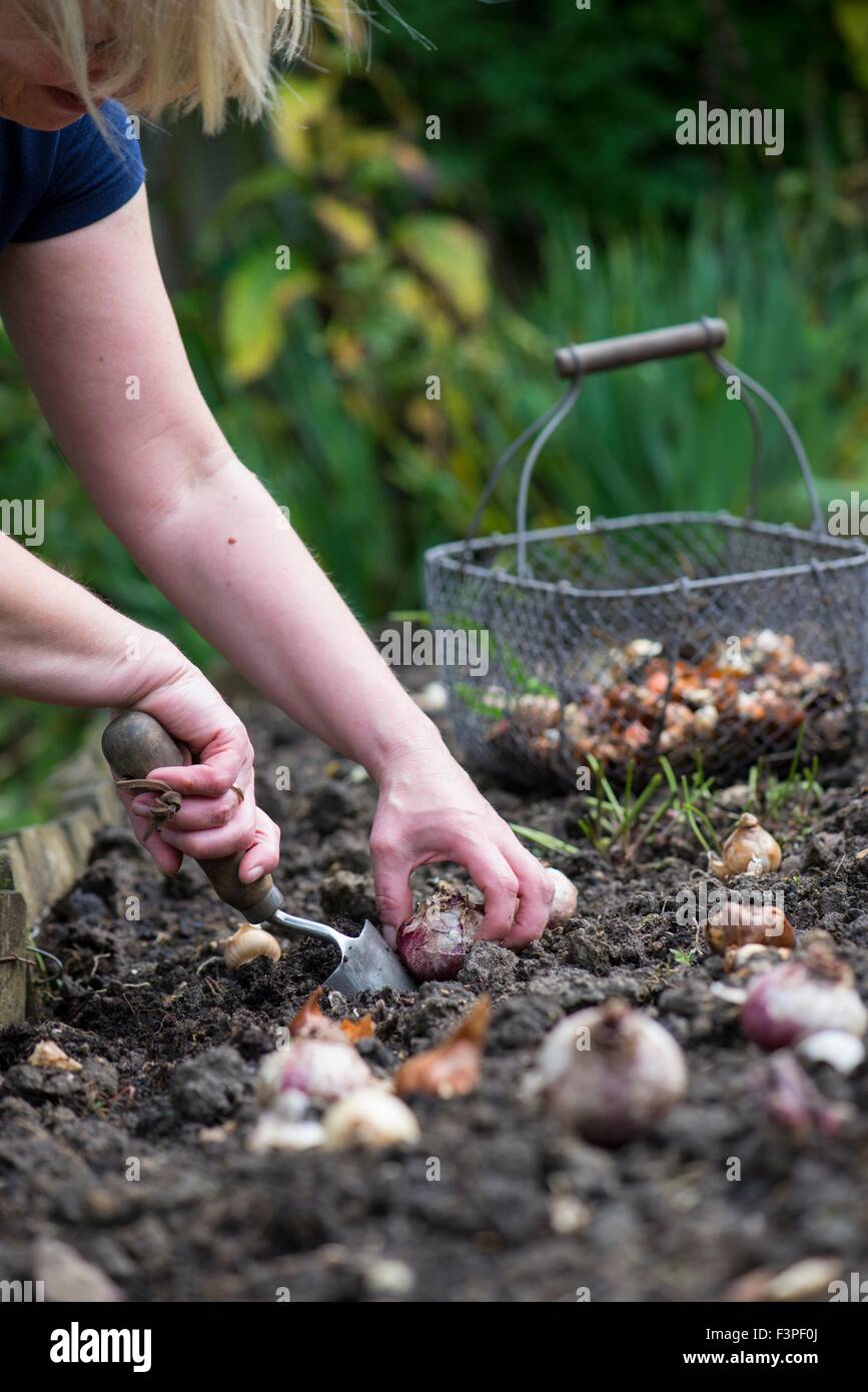Female gardener planting spring bulbs. Stock Photo