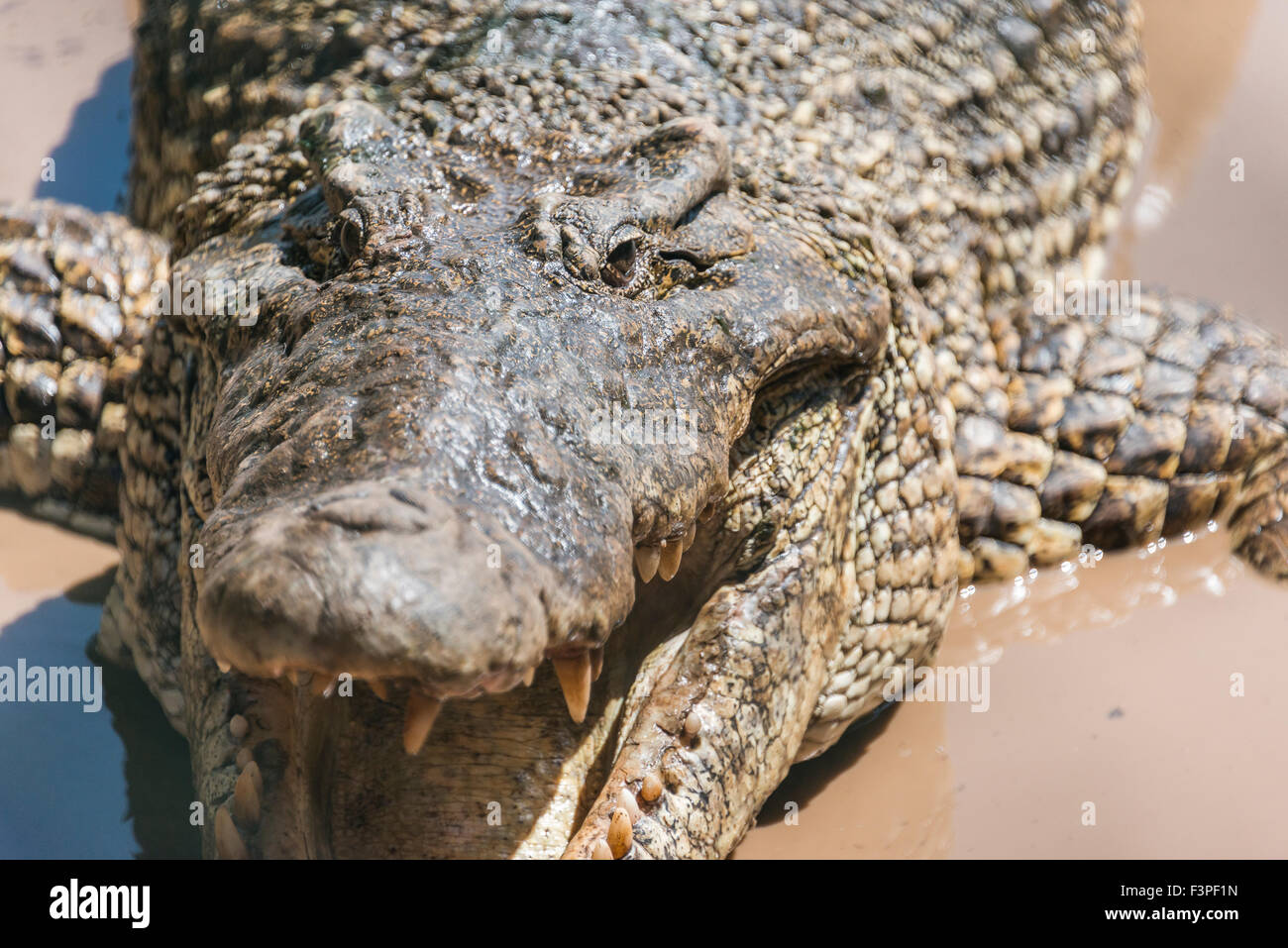 Crocodiles at Guama Crocodile Farm, Cuba. Stock Photo
