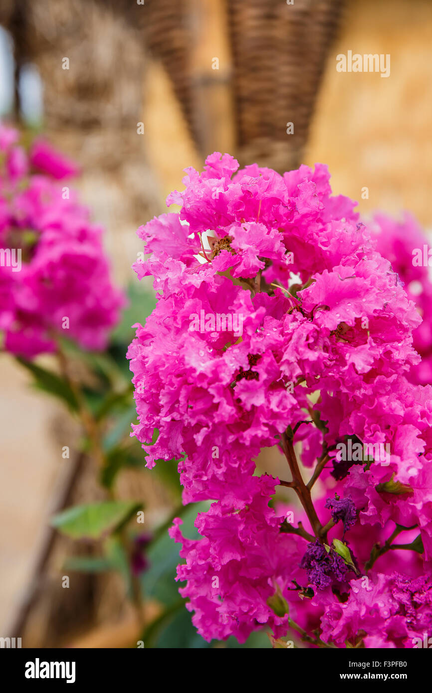 Lythraceae Lagerstroemia indica L. Beautiful pink flower Stock Photo