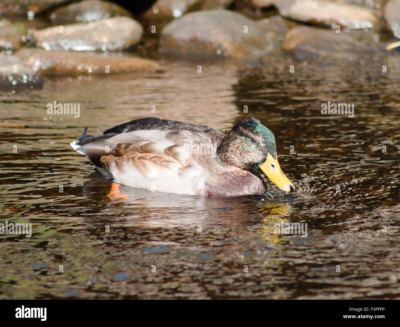 Juvenile Mallard Drake Swimming In Shallow Water Stock Photo Alamy