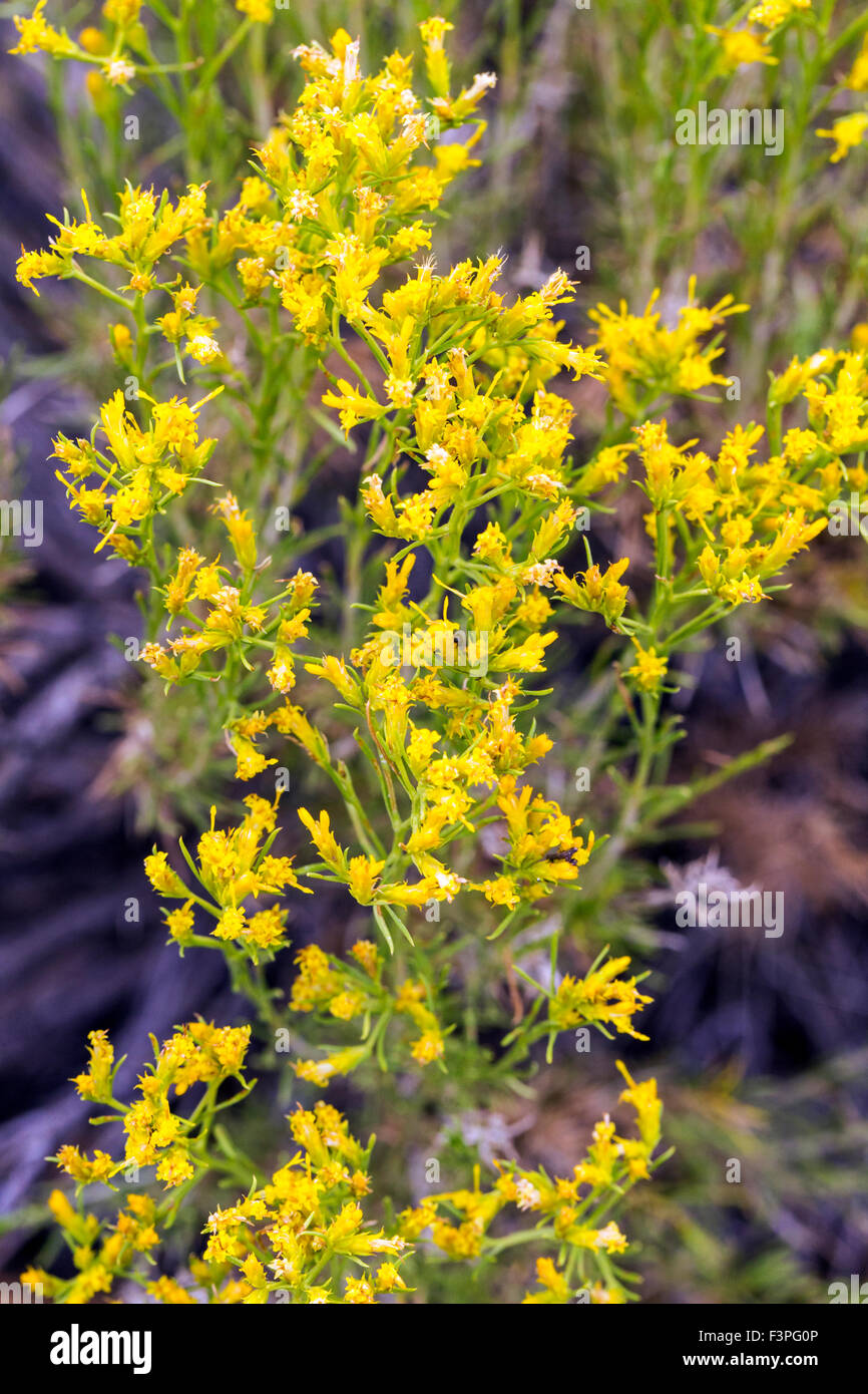 Rabbit Brush; Chrysothamnus nauseosus; yellow wildflower; central Colorado, USA Stock Photo