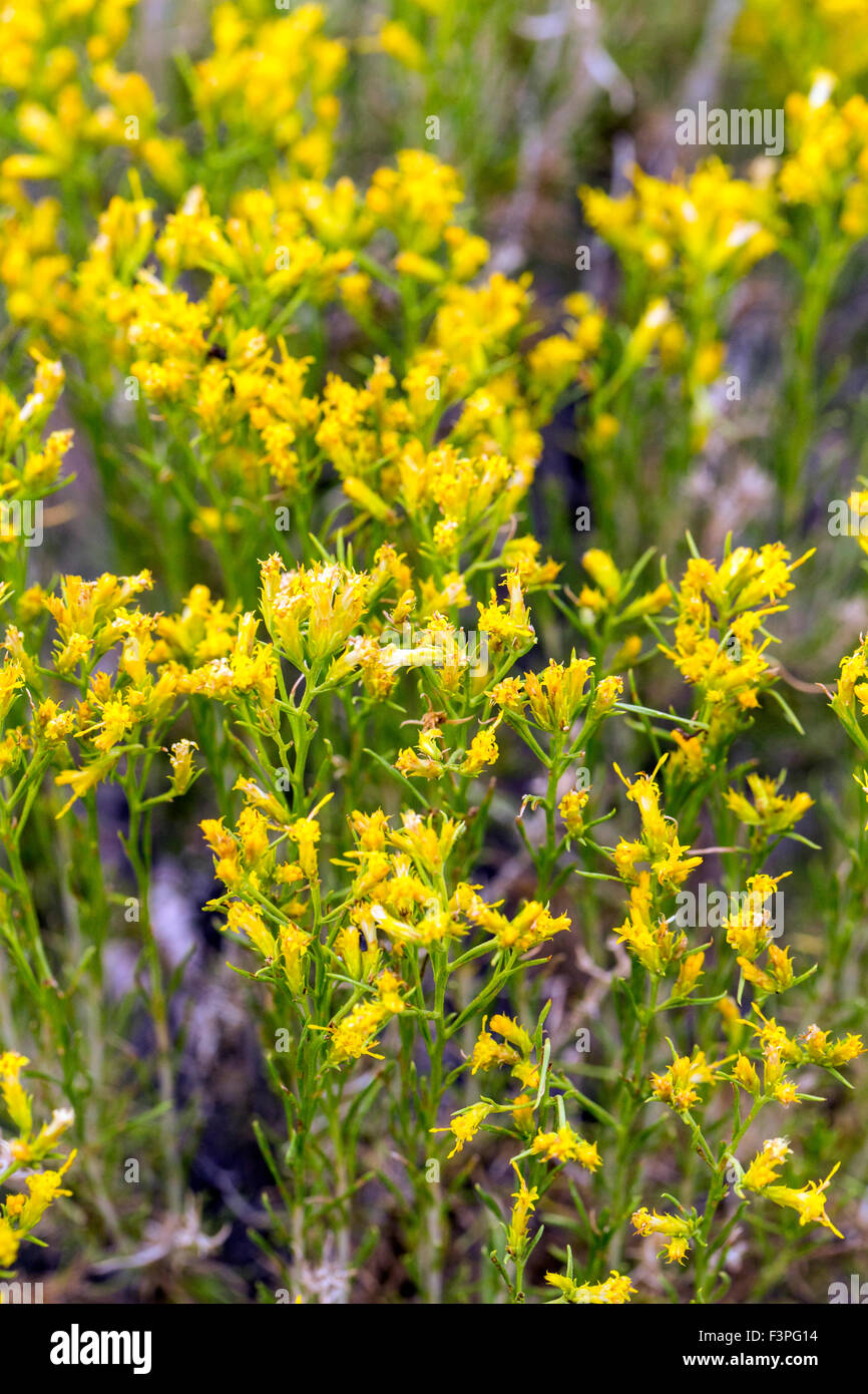 Rabbit Brush; Chrysothamnus nauseosus; yellow wildflower; central Colorado, USA Stock Photo