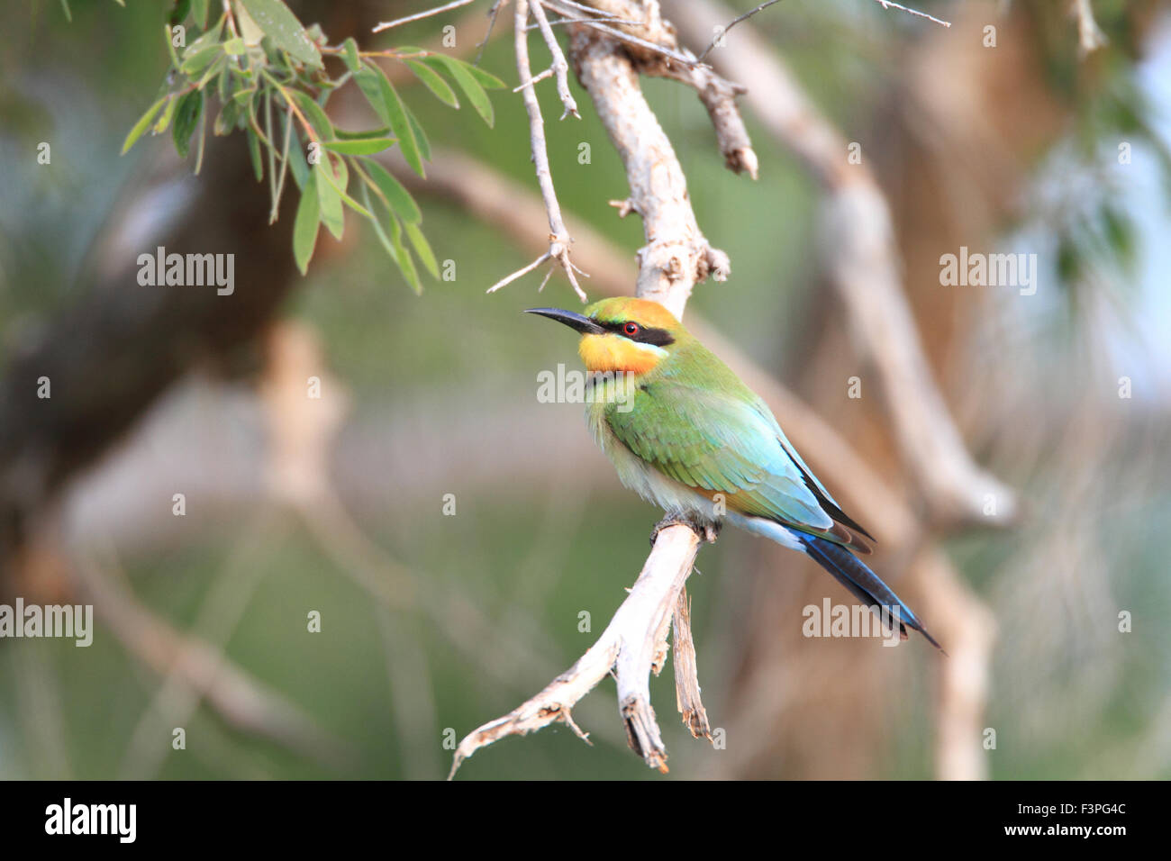 Rainbow Bee-eater (Merops ornatus) in Australia Stock Photo