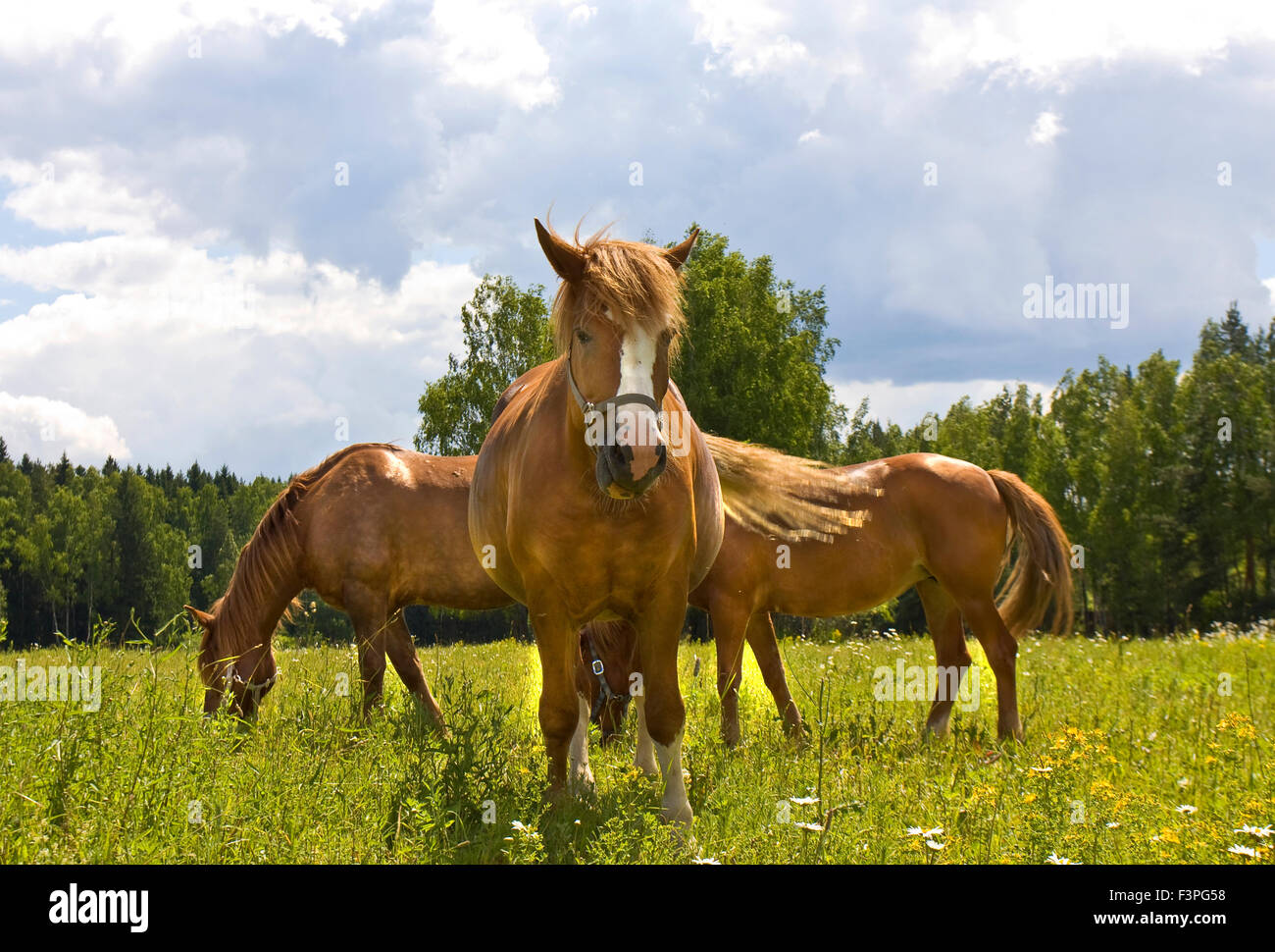 Three brown horses standing on meadow Stock Photo - Alamy