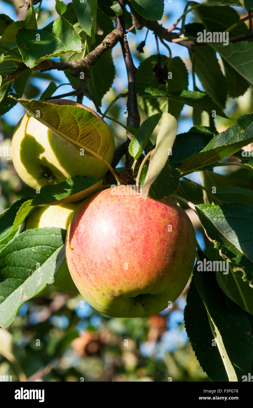 A Laxton's Superb apple growing on a tree. Stock Photo