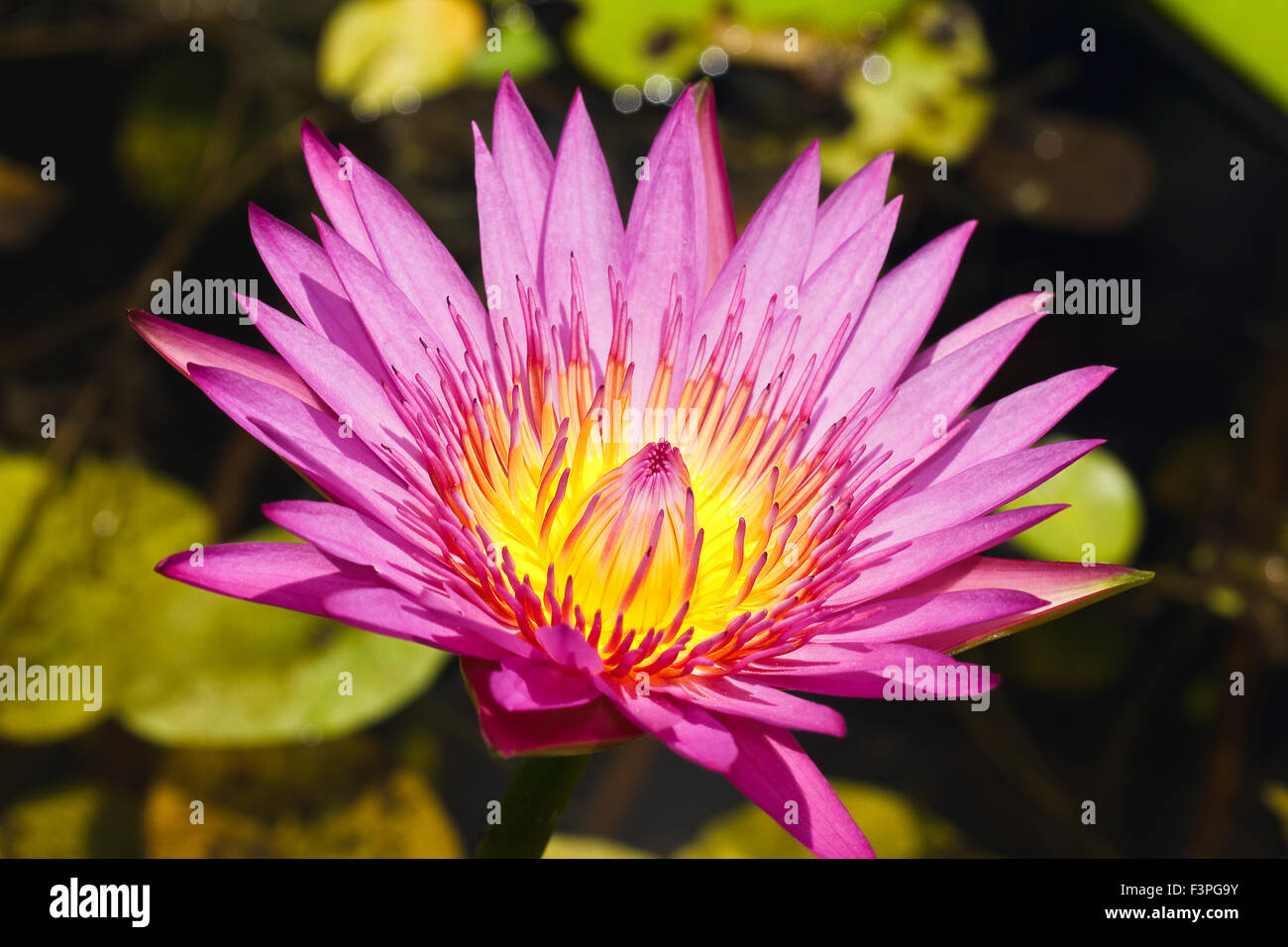 Purple water lily in pond close up Stock Photo - Alamy