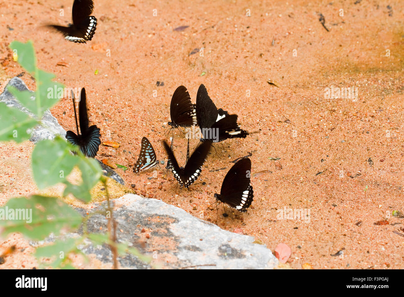 Butterfly in pang sida national park Thailand Stock Photo
