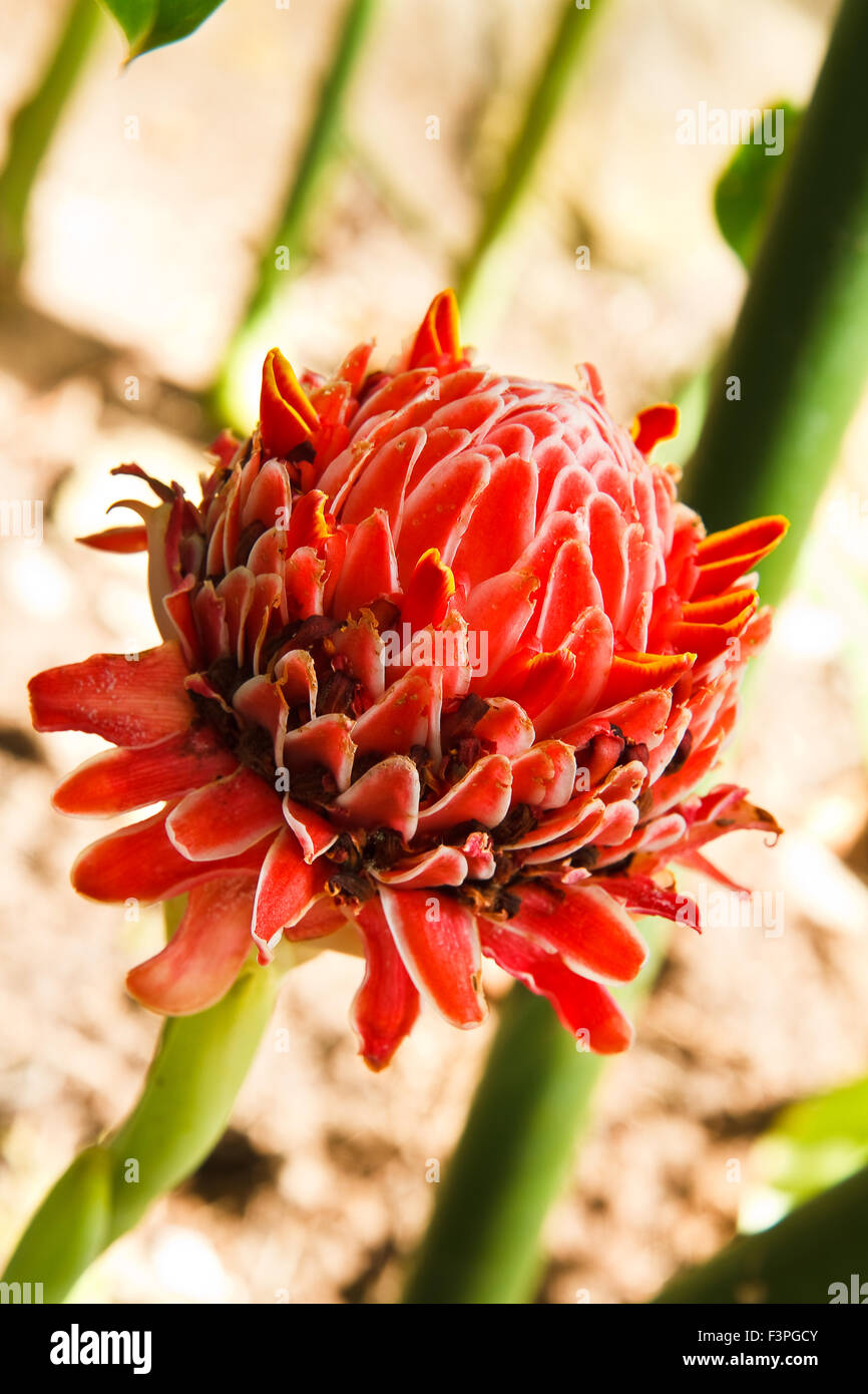 Torch ginger flower Stock Photo Alamy