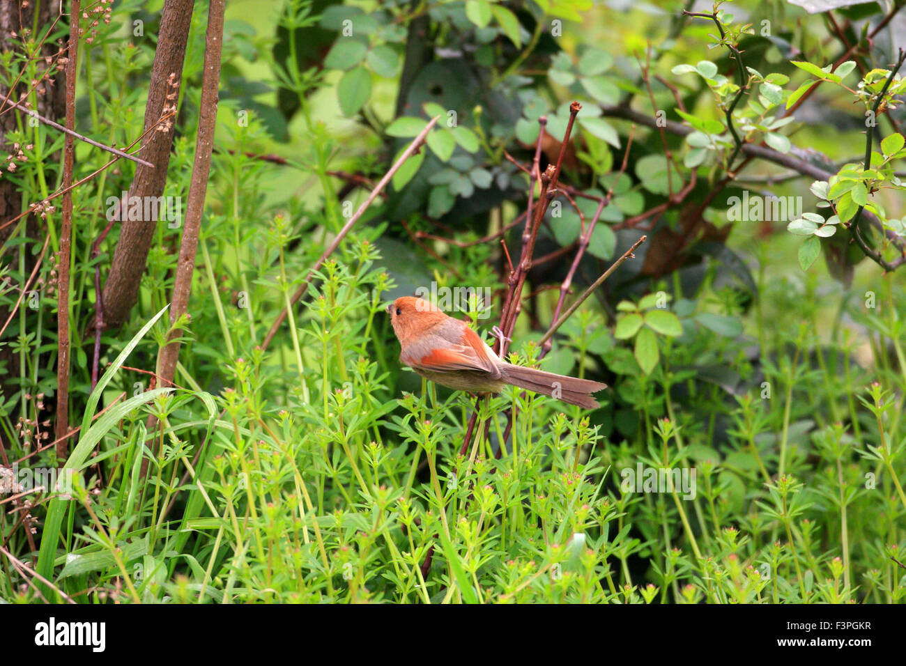 Vinous-throated Parrotbill (Sinosuthora webbiana) in China Stock Photo