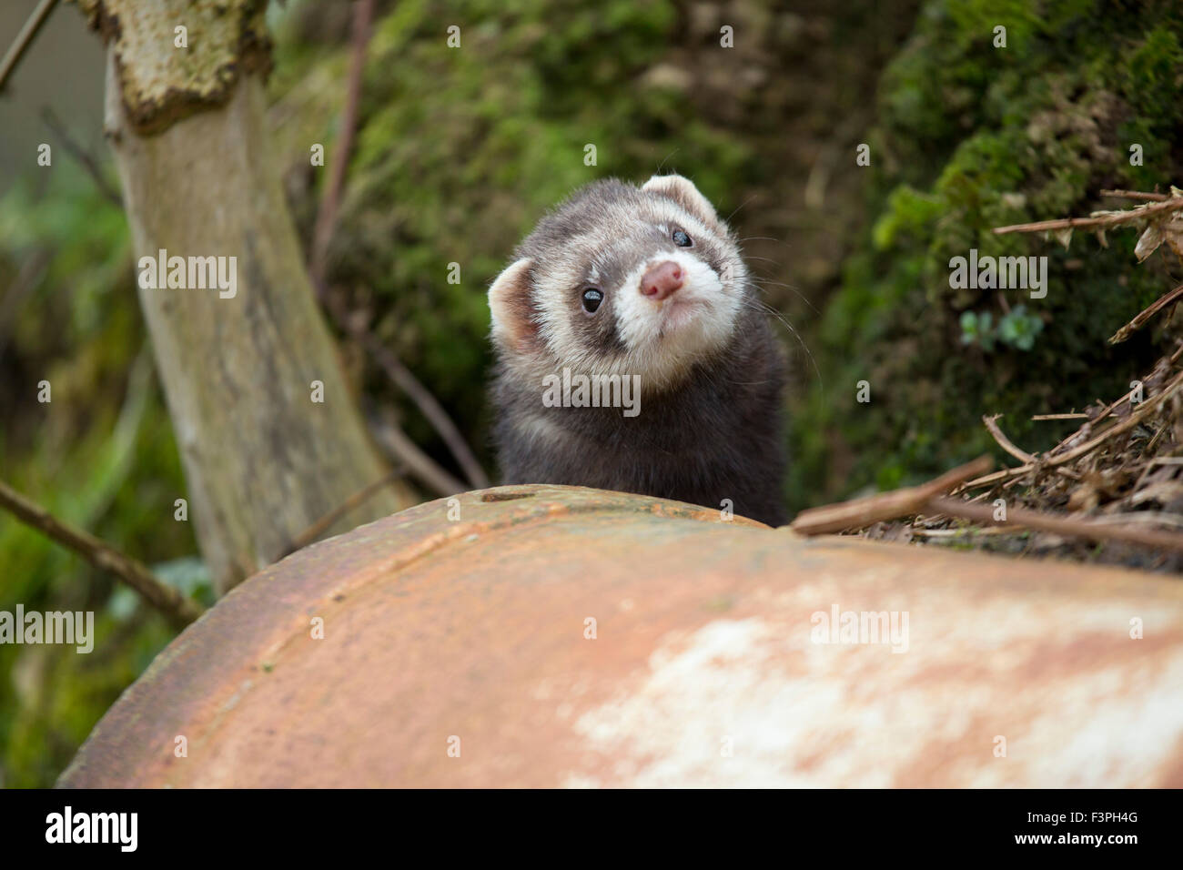 Polecat; Mustela putorius; UK Stock Photo