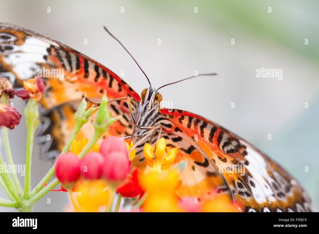 Butterfly macro (species unknown, sorry!) Stock Photo
